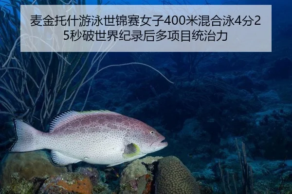 麦金托什游泳世锦赛女子400米混合泳4分25秒破世界纪录后多项目统治力